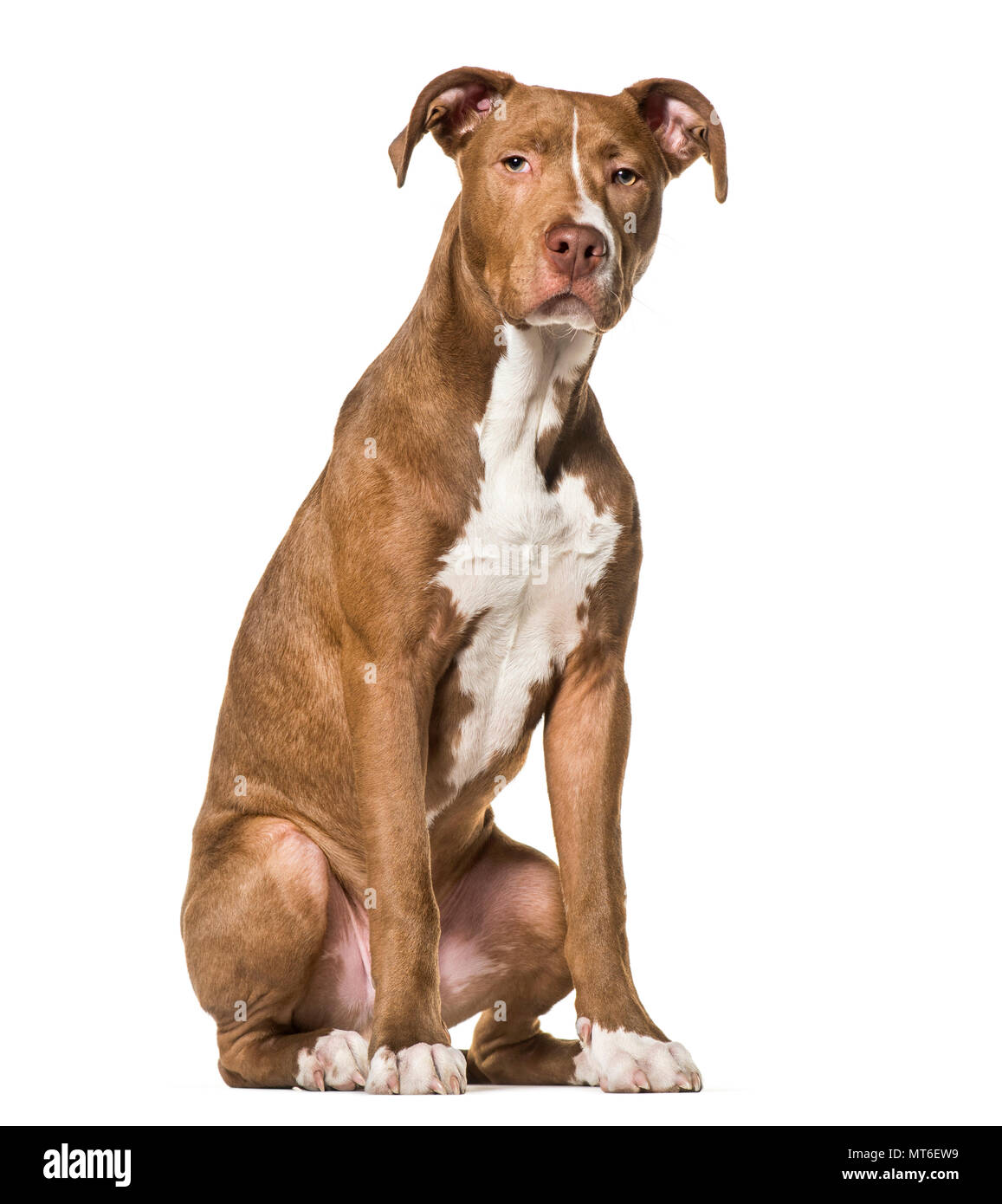 L'American Pit Bull Terrier , i 6 mesi di età, seduti contro uno sfondo bianco Foto Stock