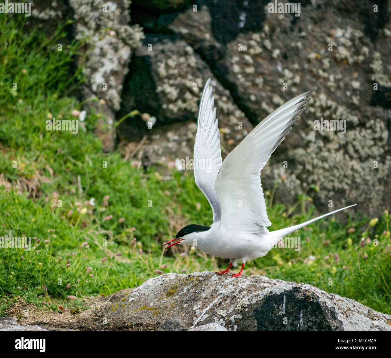 Arctic tern, con ali aperte, Isola di maggio pinguini riserva naturale, Scotland, Regno Unito Foto Stock