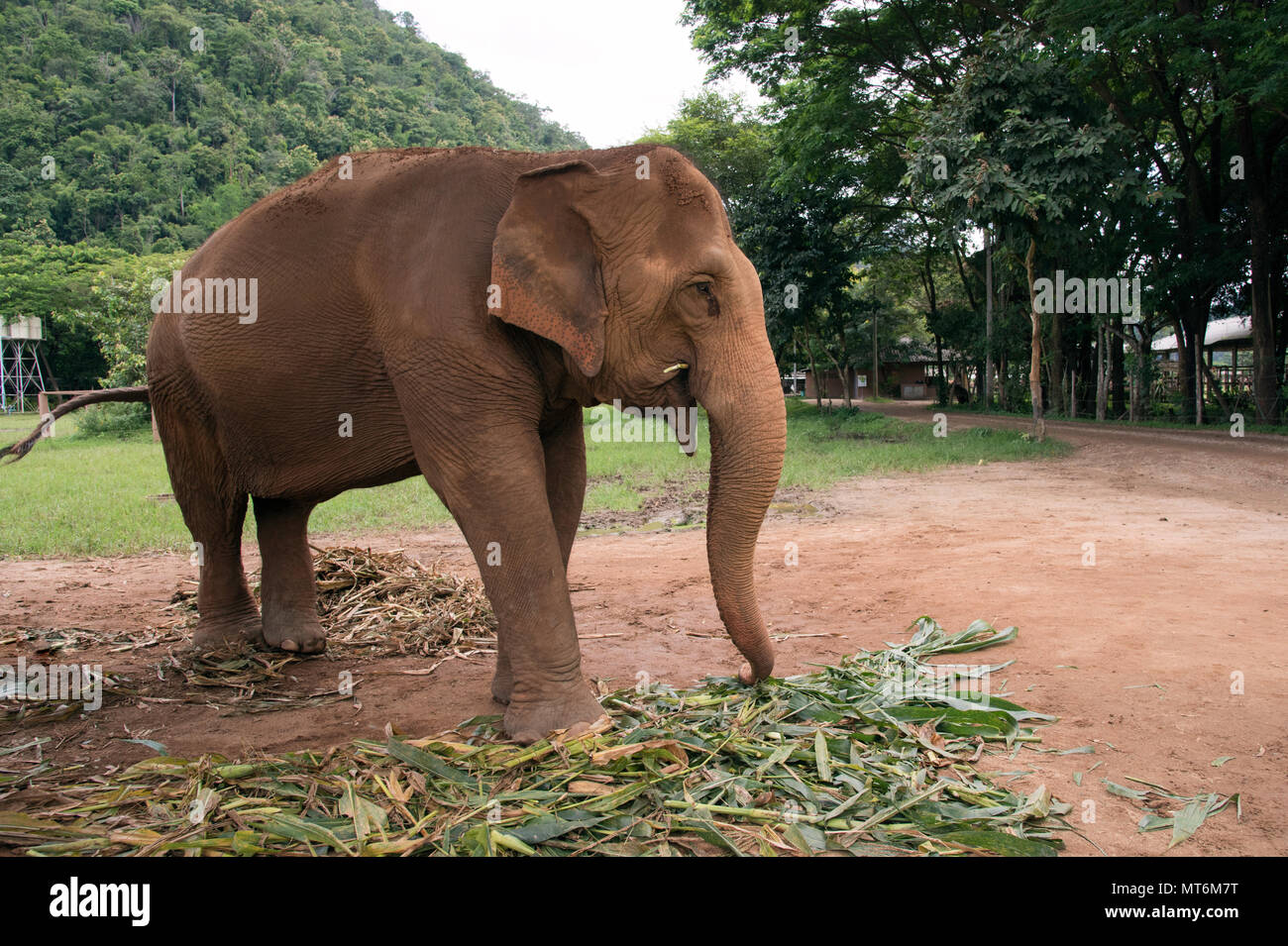 Elephant Nature Park Foto Stock