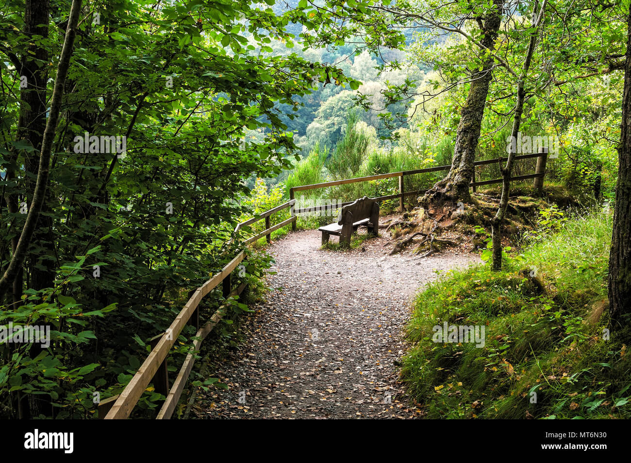 Il sole mattutino filtrato dal fogliame degli alberi della foresta evidenzia una panca in legno in corrispondenza di una piega in una foglia disseminato il percorso a Killicrankie Gorge Foto Stock