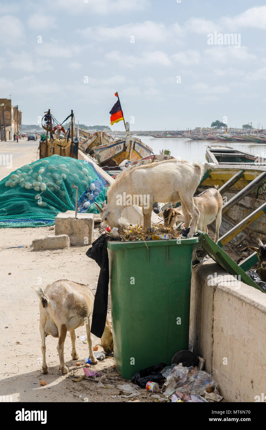 Caprini in piedi nella spazzatura e il cestino e mangiare in Africa città costiera di St Louis, Senegal Africa Foto Stock