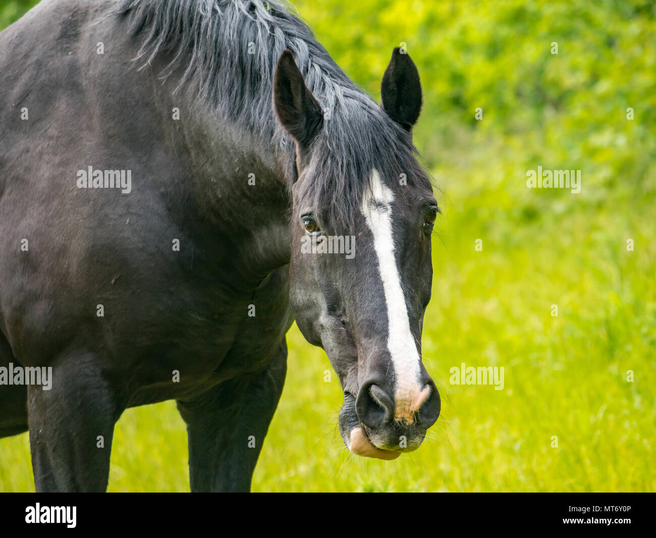 Close up di vigile cavallo nero con il bianco blaze in campo contro sfocata erba verde Foto Stock