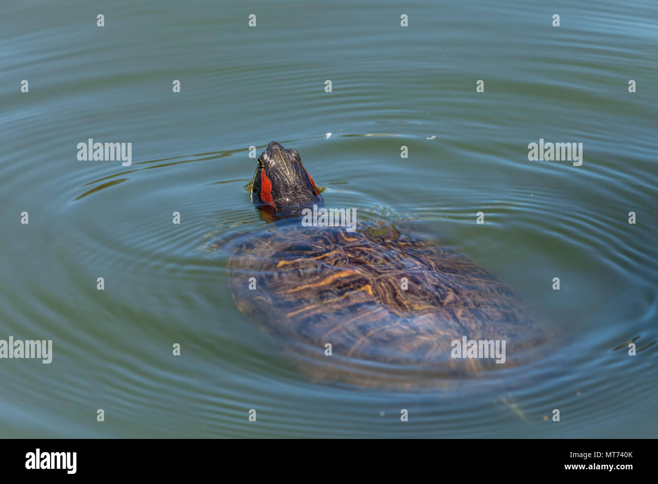 Rosso-eared pond cursore (Trachemys scripta elegans), San Francisco, California, Stati Uniti. Foto Stock