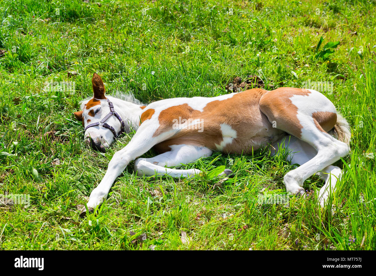 Neonato marrone bianco puledro giacente dormire in erba verde Foto Stock