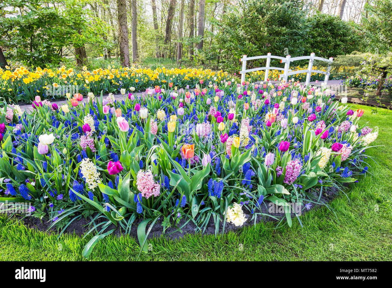 Campo misto di fiori con i tulipani giacinti e ponte bianco Foto Stock