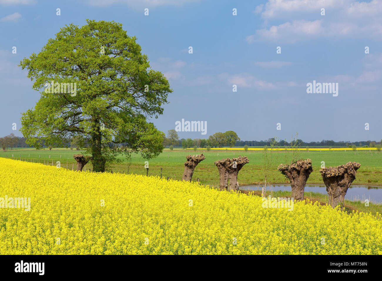 Dutch paesaggio rurale con semi di ravizzone salici e quercia Foto Stock