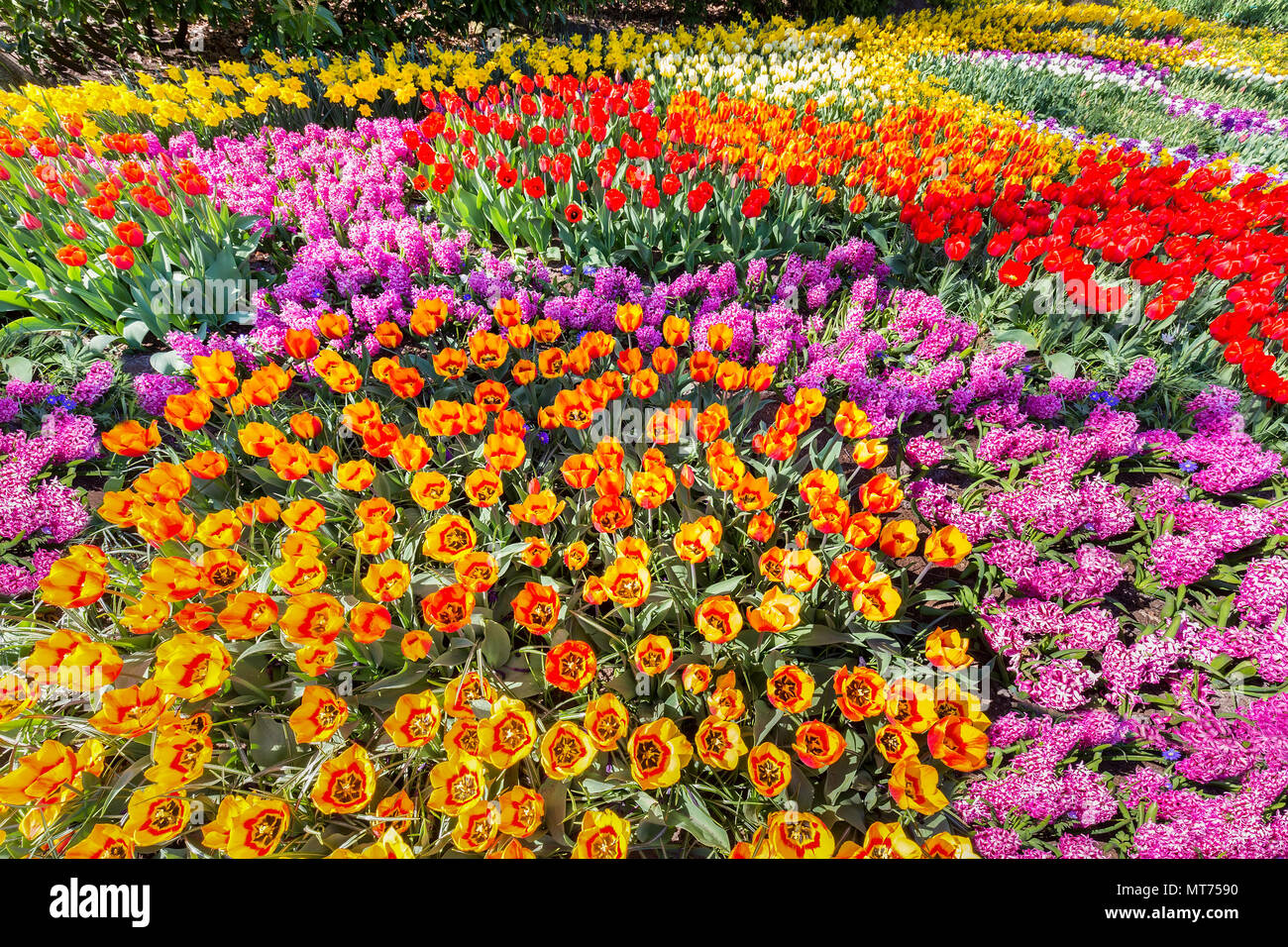 Aiuola di fiori colorati con i tulipani giacinti e narcisi Foto Stock