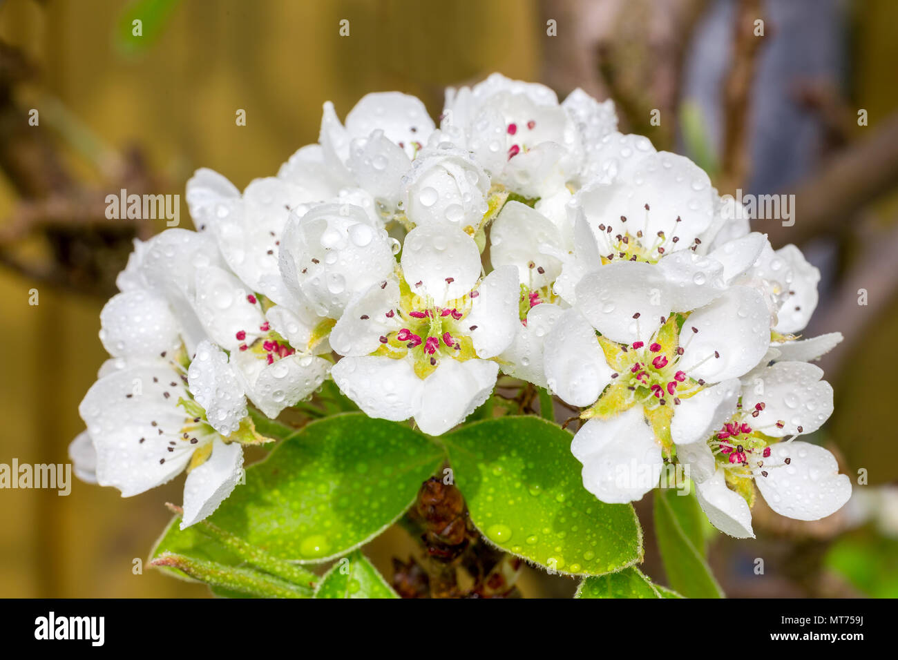 Mazzetto di bianco Pyrus fiori in primavera Foto Stock