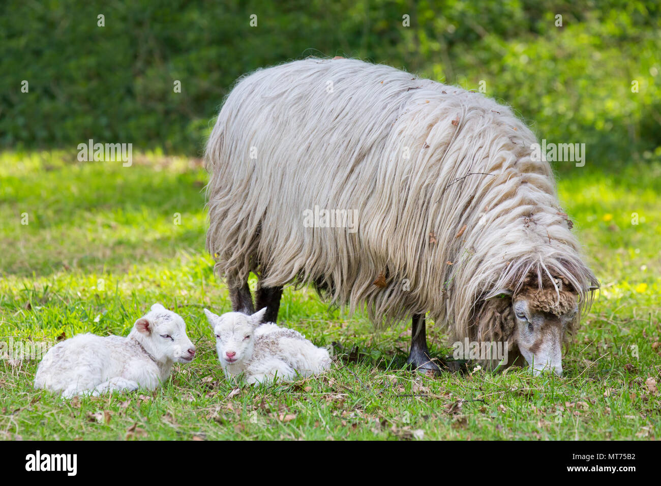 Madre pecora con due agnelli bianchi giacenti in pascolo Foto Stock