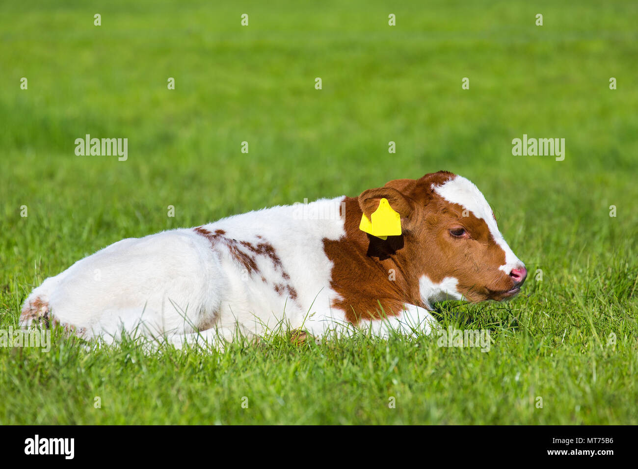 Neonato marrone vitello bianco giacente in prato verde durante la primavera Foto Stock