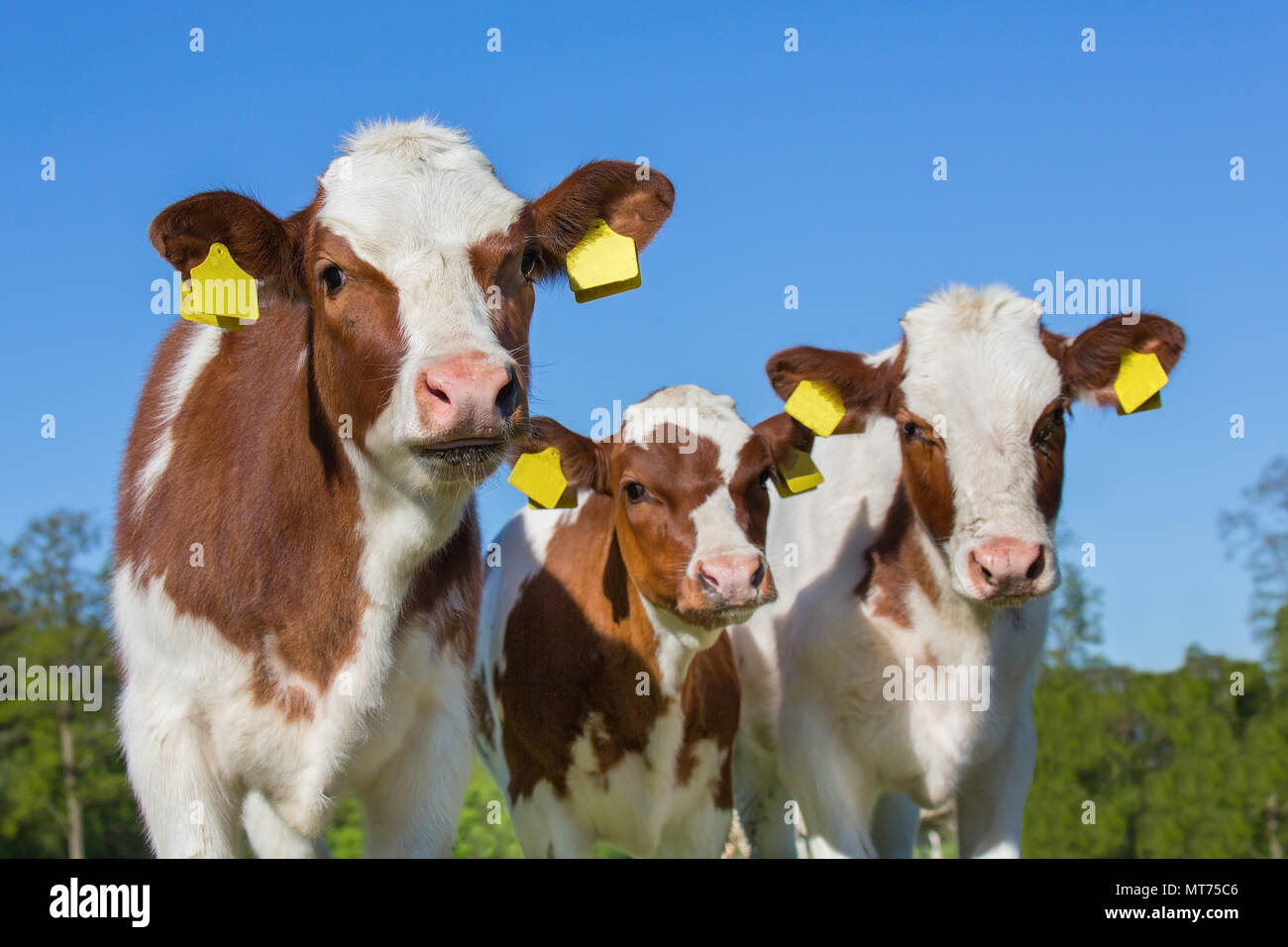 Tre bianco marrone vitelli fuori con il blu del cielo Foto Stock