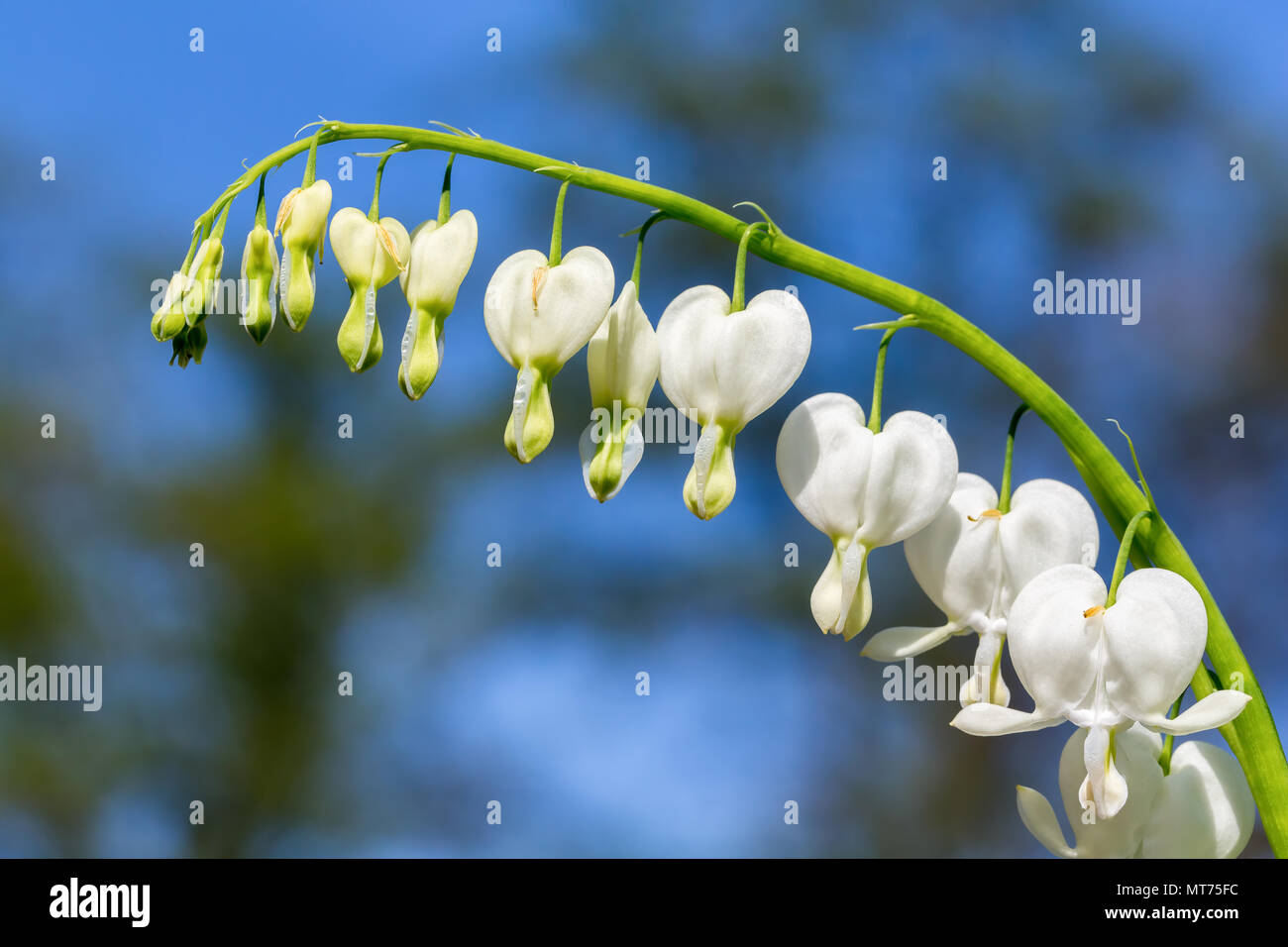 White Dicentra spectabilis fiori e cielo blu in primavera Foto Stock