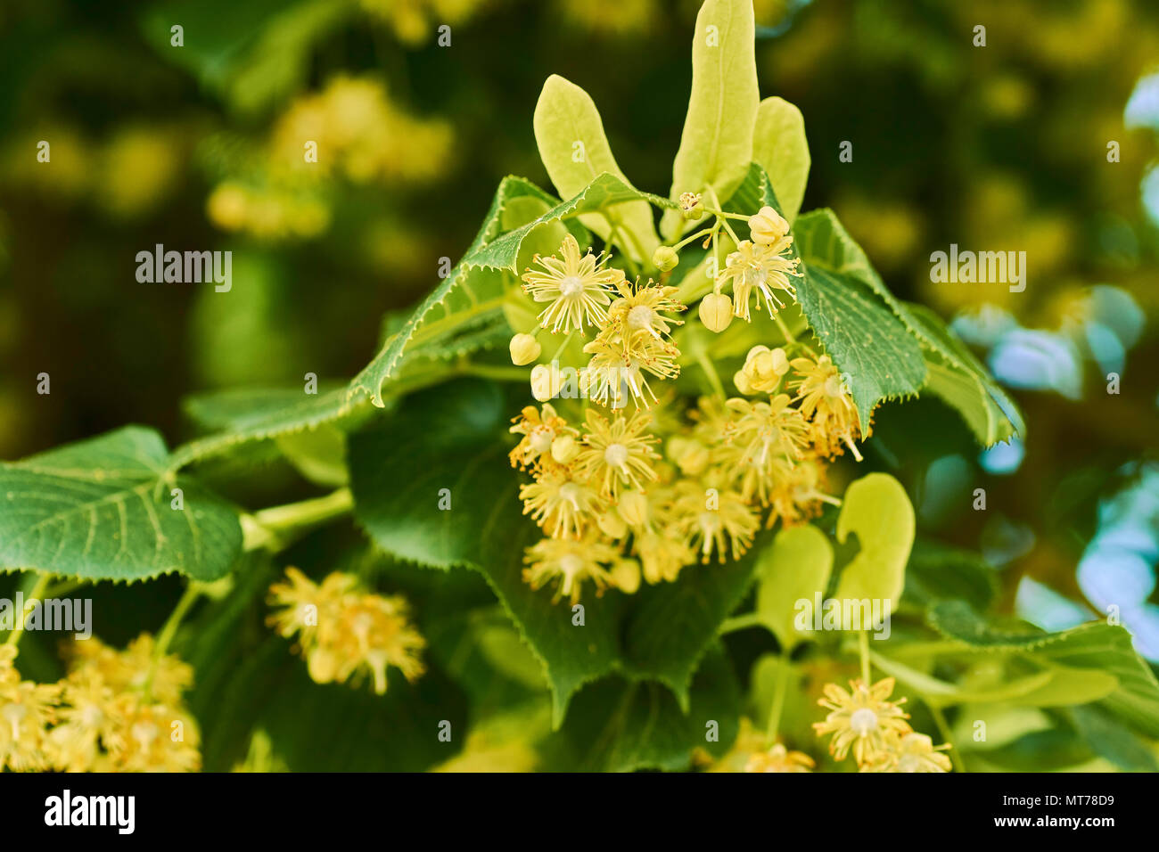 Fiori di tiglio su un albero in un luminoso giorno di estate Foto Stock