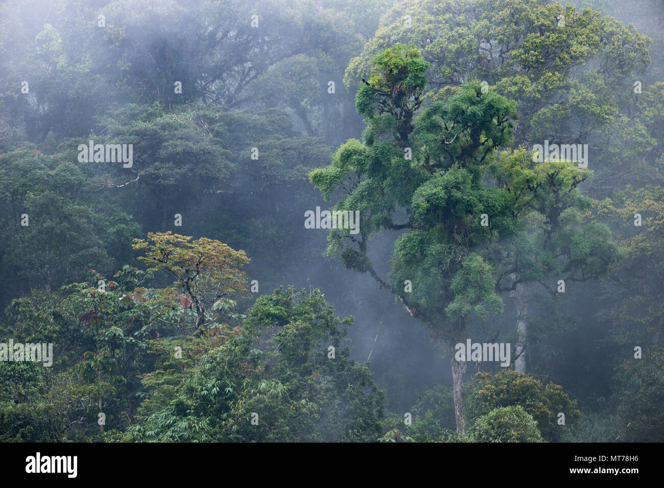 Primario della foresta pluviale Atlantica da stato di São Paulo, SE IL BRASILE Foto Stock