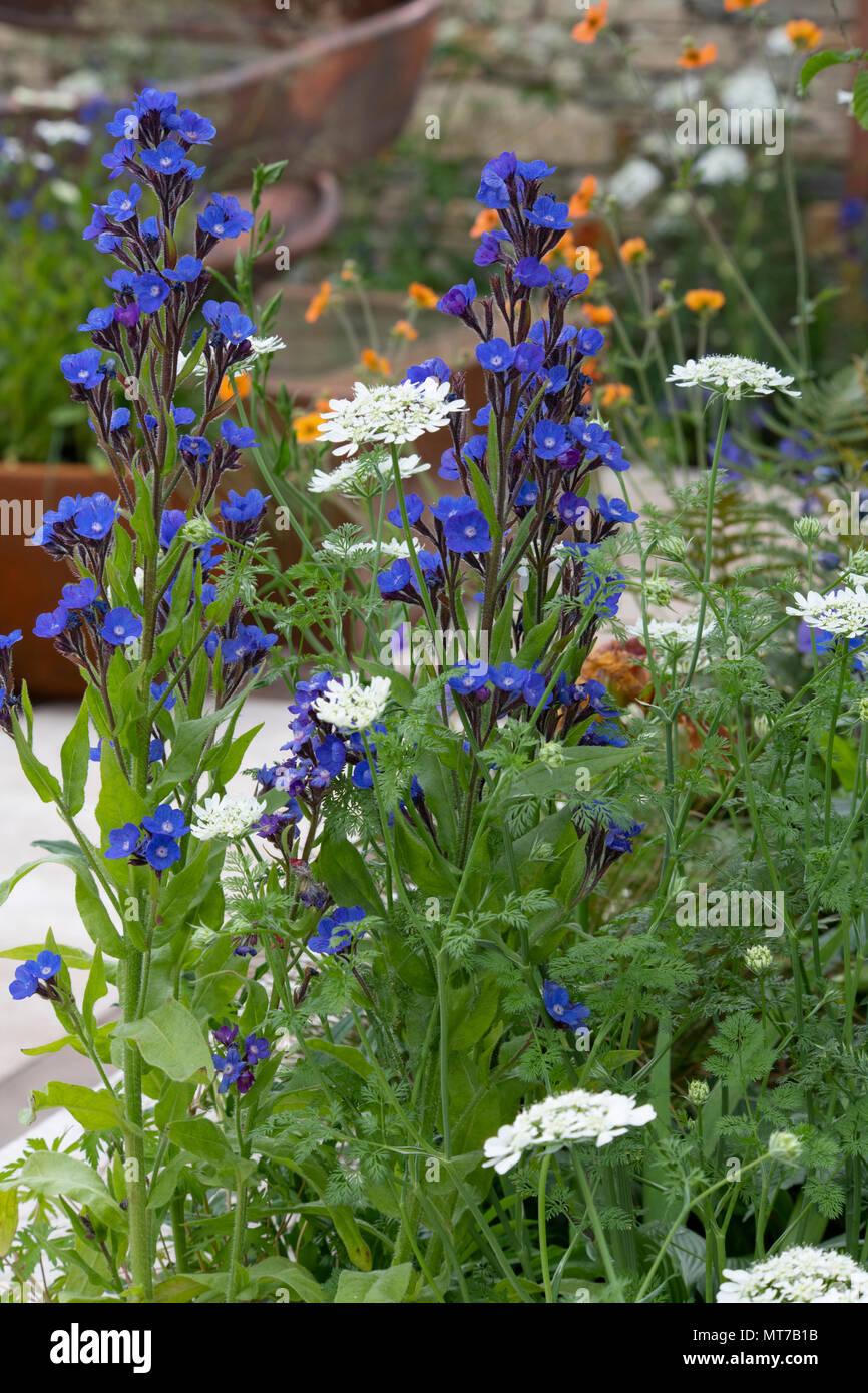 Anchuza azurea 'Dropmore' e Orlaya grandiflora nel silenzioso Gin Piscina Giardino alla RHS Chelsea Flower Show 2018, London, Regno Unito Foto Stock