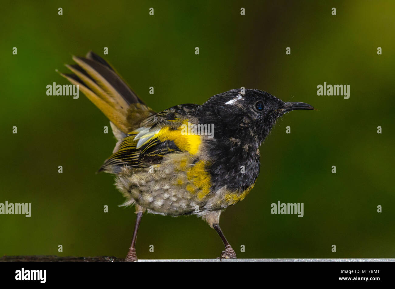 Stitchbird, Tiritiri Matangi Island, Nuova Zelanda Foto Stock