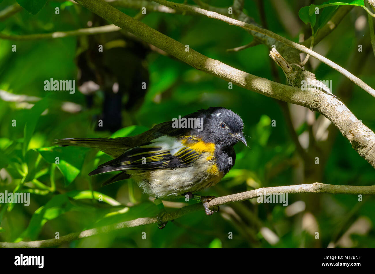 Stitchbird, Tiritiri Matangi Island, Nuova Zelanda Foto Stock