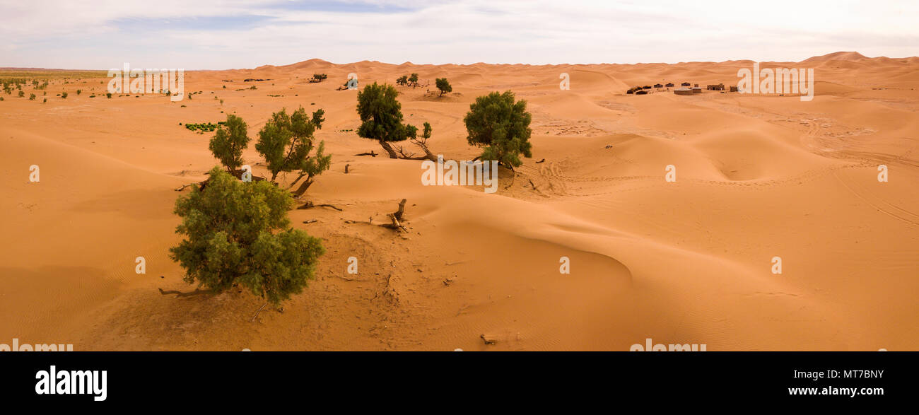 Panoramica aerea di alberi nel deserto del Sahara Foto Stock