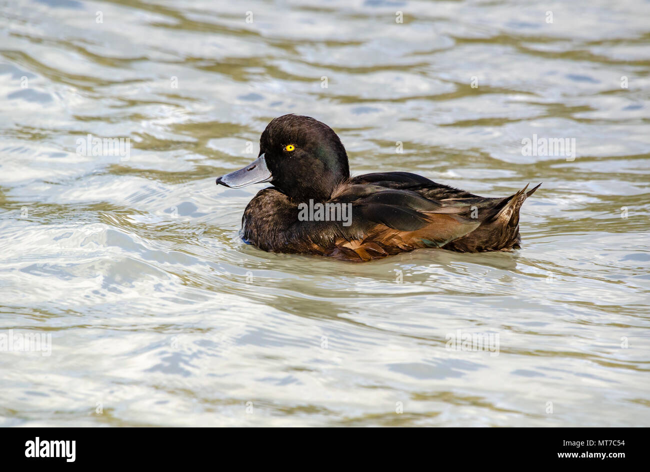 Nuova Zelanda Scaup, Lago Taupo, Nuova Zelanda Foto Stock