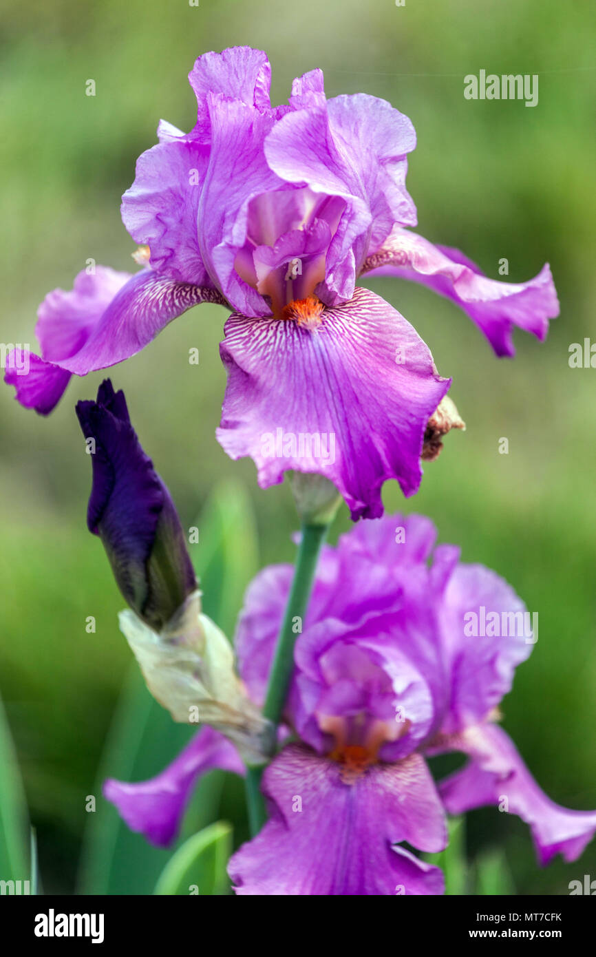 Viola Rosa Ritratto del fiore dell'Iris barbato Iris "Raspberry Ripples" grandi fiori Rosa Iris sfondo verde barbata Iris bellezza singolo vivido ritratto Foto Stock