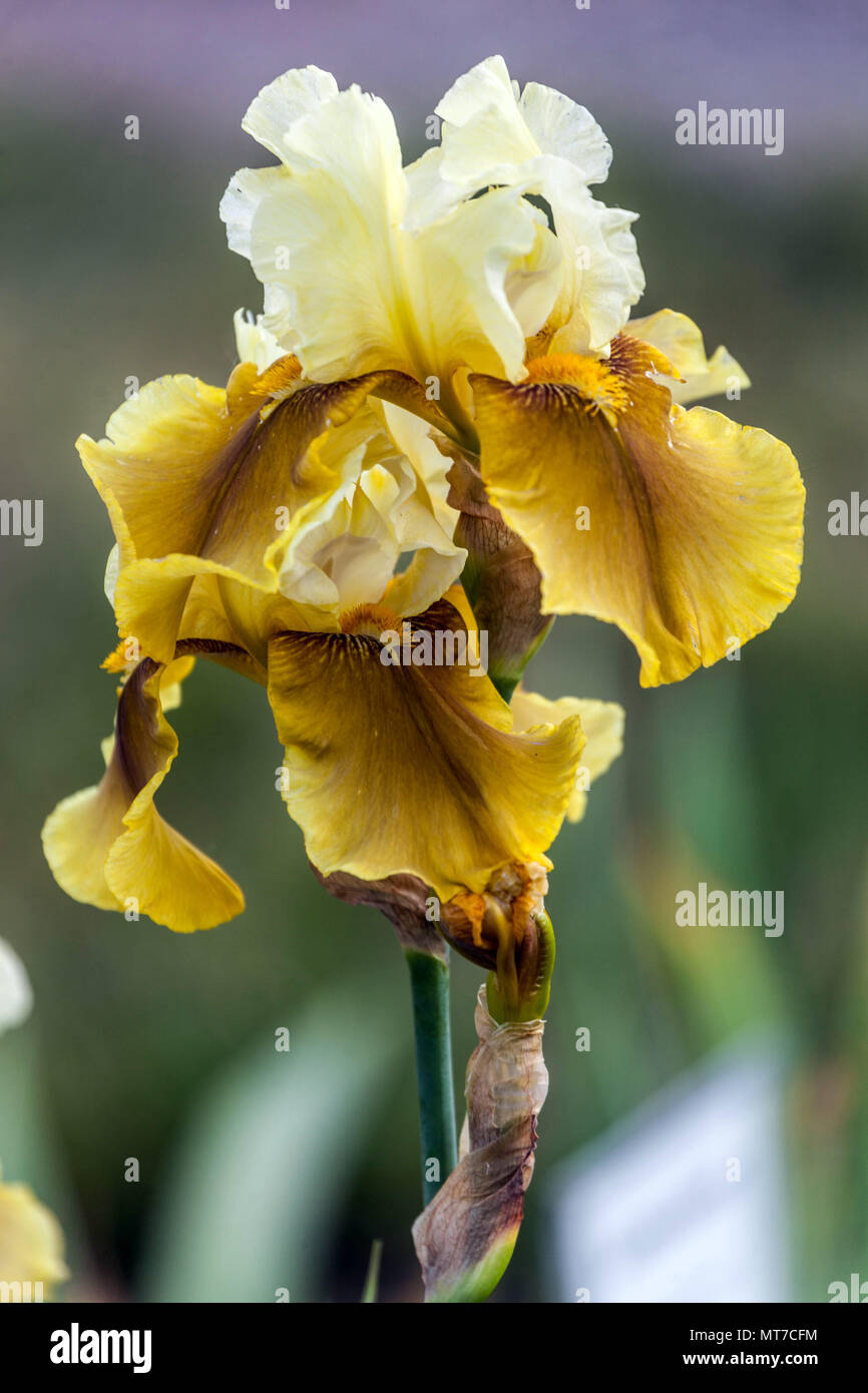 Alta bearded Iris ' Bayberry Candle ', bella iris giallo fiorisce grandi fiori Foto Stock