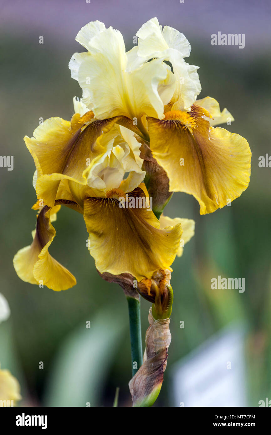 L'Iris "candela di Bayberry", un bellissimo ritratto di un fiore d'Iris, grande fiore Foto Stock