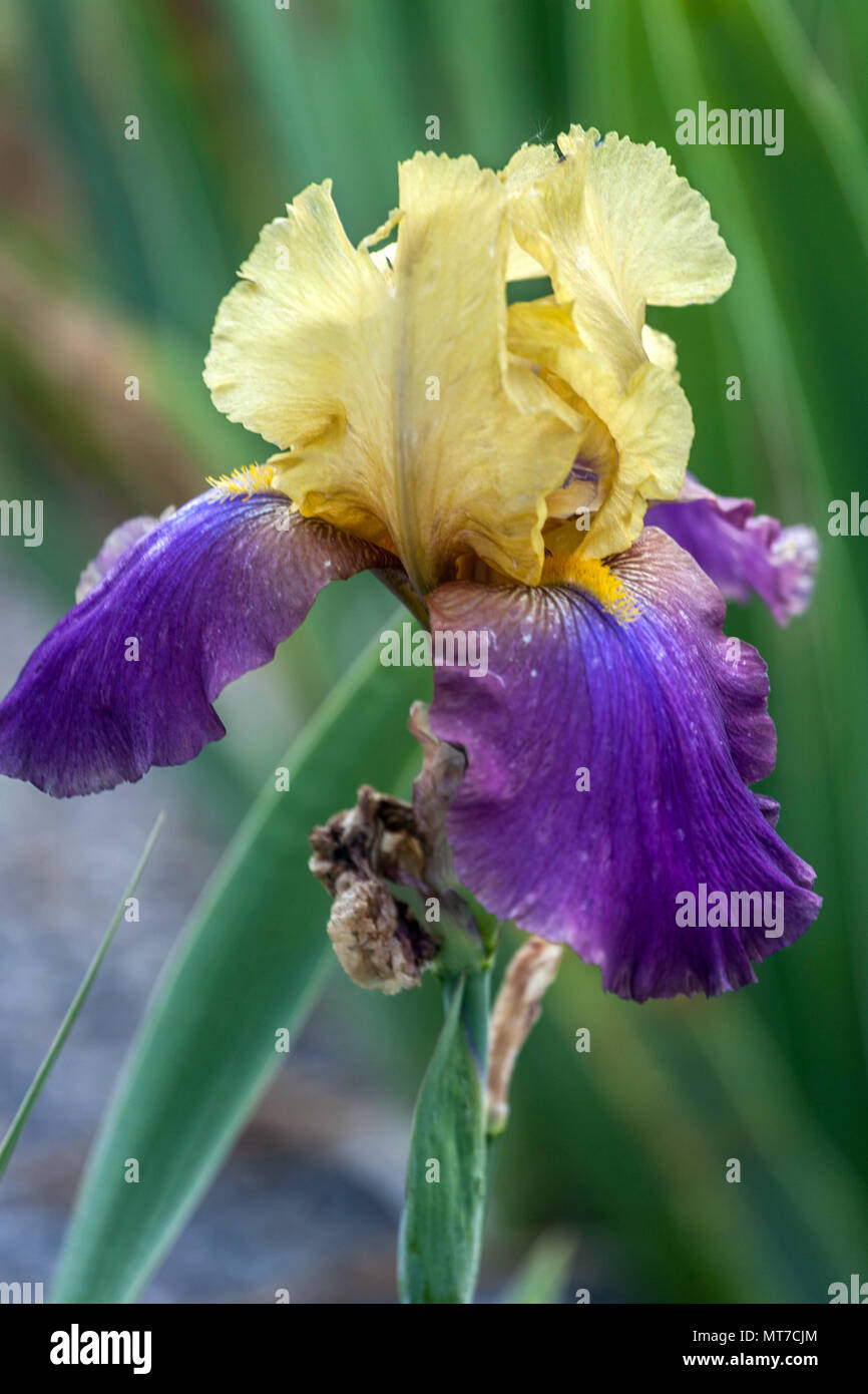 Alto fiore Iris 'Milestone' blu color pastello cremoso Foto Stock