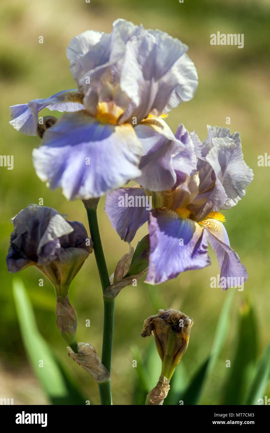 Alto fiore di Iris 'Hofdame' pallido fiori pastello grandi fioriture Foto Stock