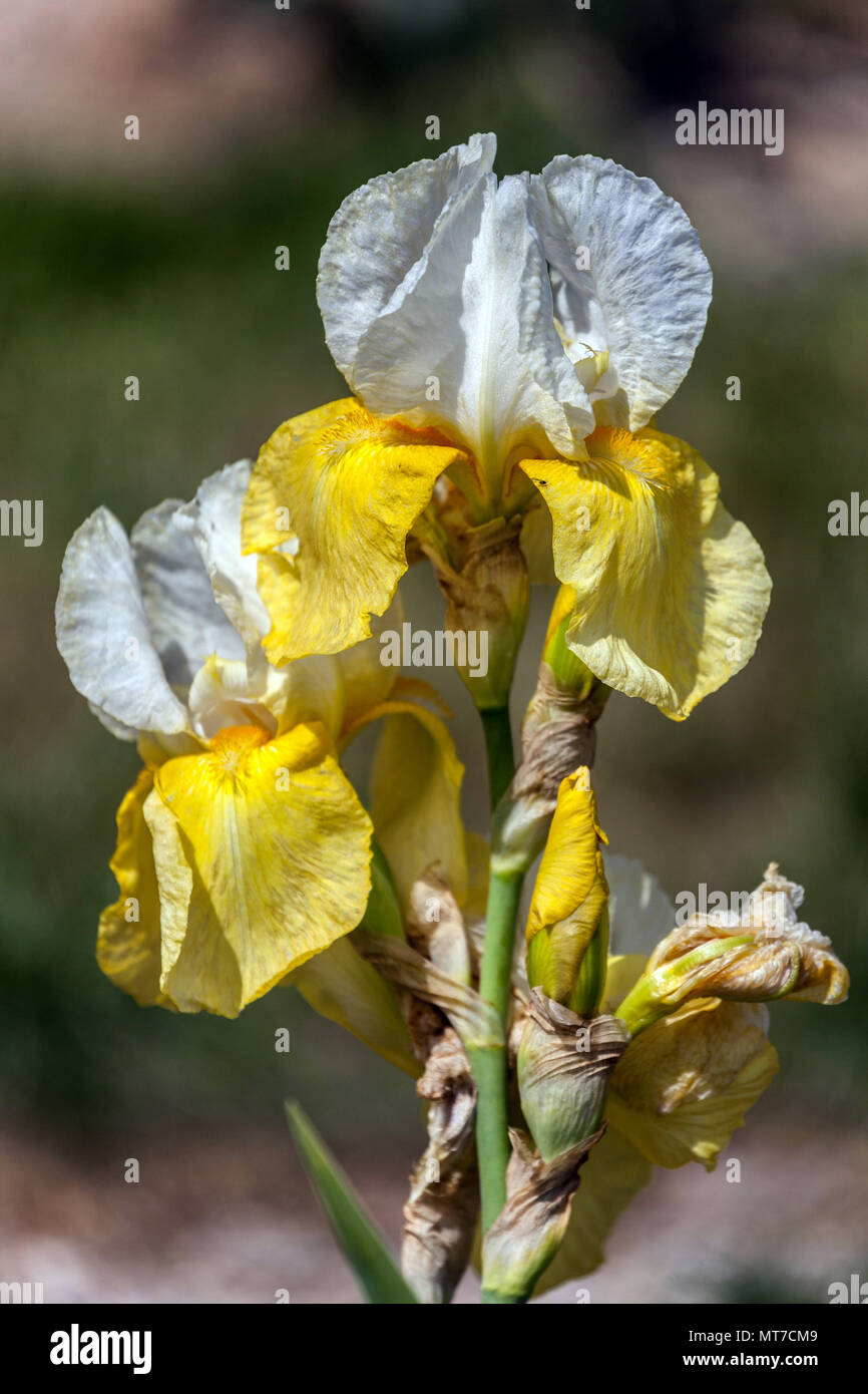 Tall barbuto Iris ' George Specht ' barbuto iridi, Iris fiore bianco giallo Foto Stock