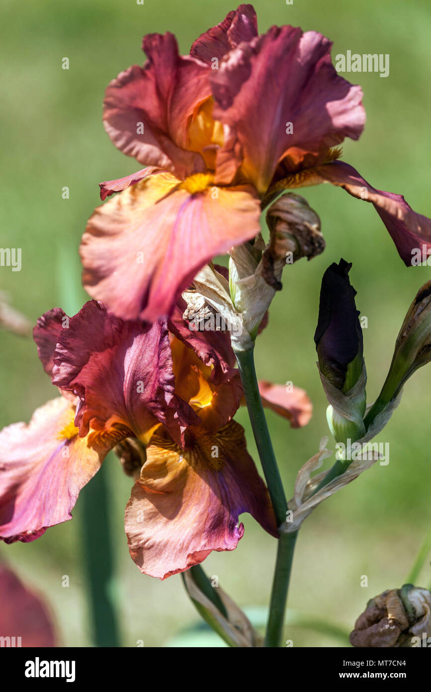 Alto fiore di Iris 'Gracie Pfost' rosso fiore di rosa coppery Foto Stock