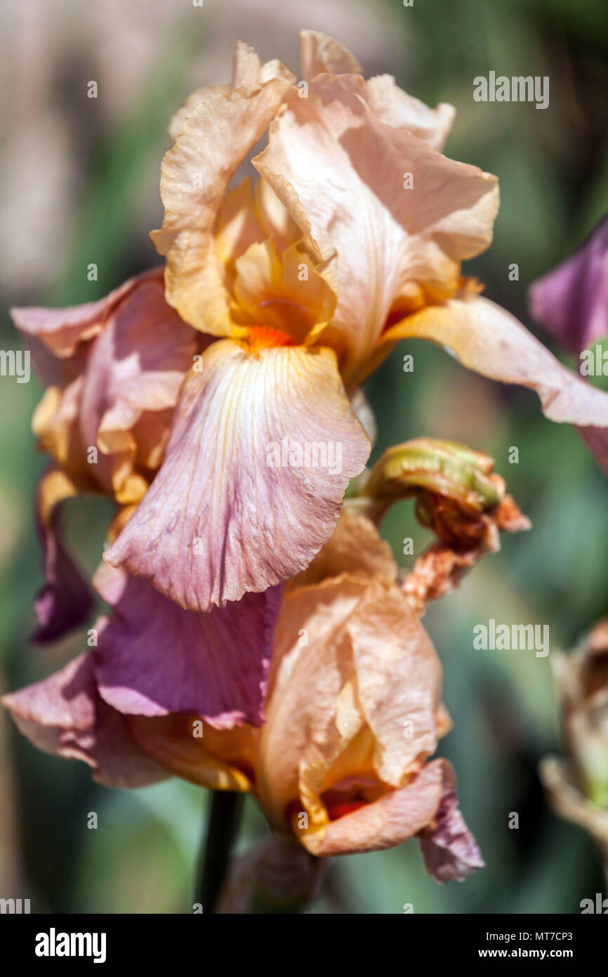 Iris alto bearded ' Personality Plus ', iris bearded grandi fioriture Foto Stock