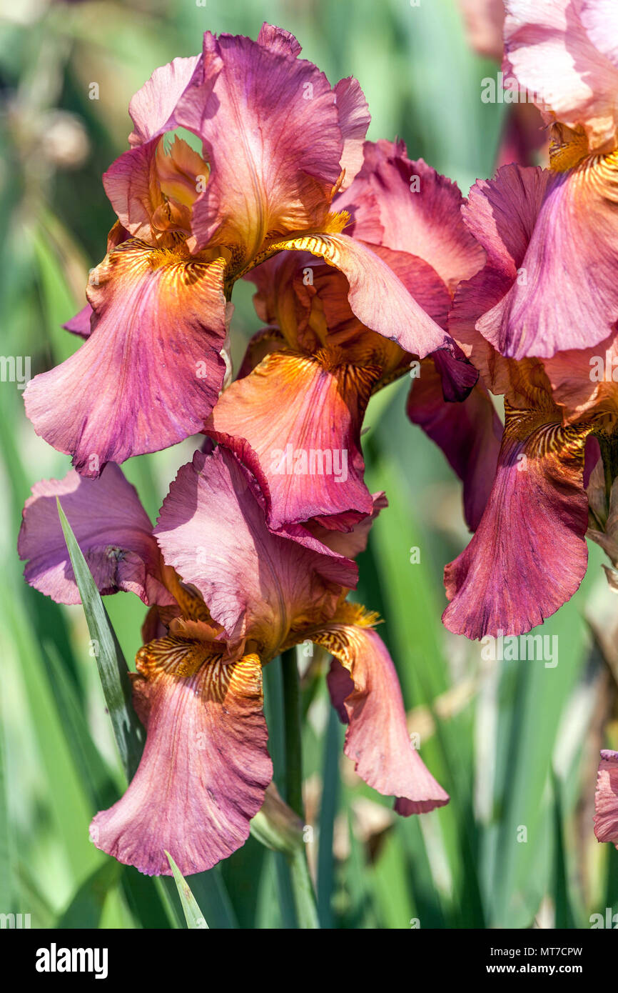Tall barbuto Iris ' Rosy Spangle ' barbuto iridi, rosso fiore Iris Viola Foto Stock