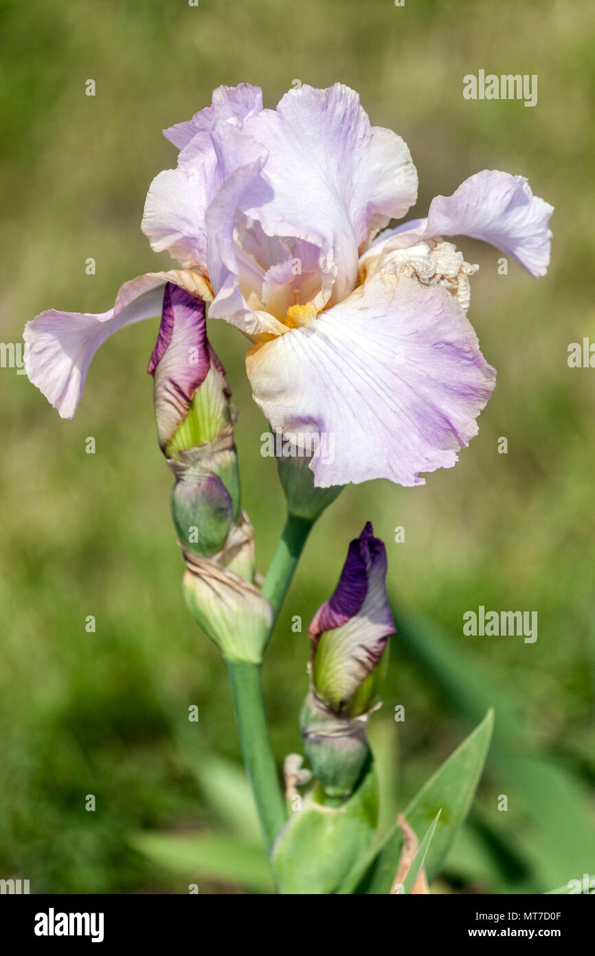 Tall barbuto Iris ' Può Magic ' barbuto iridi Foto Stock