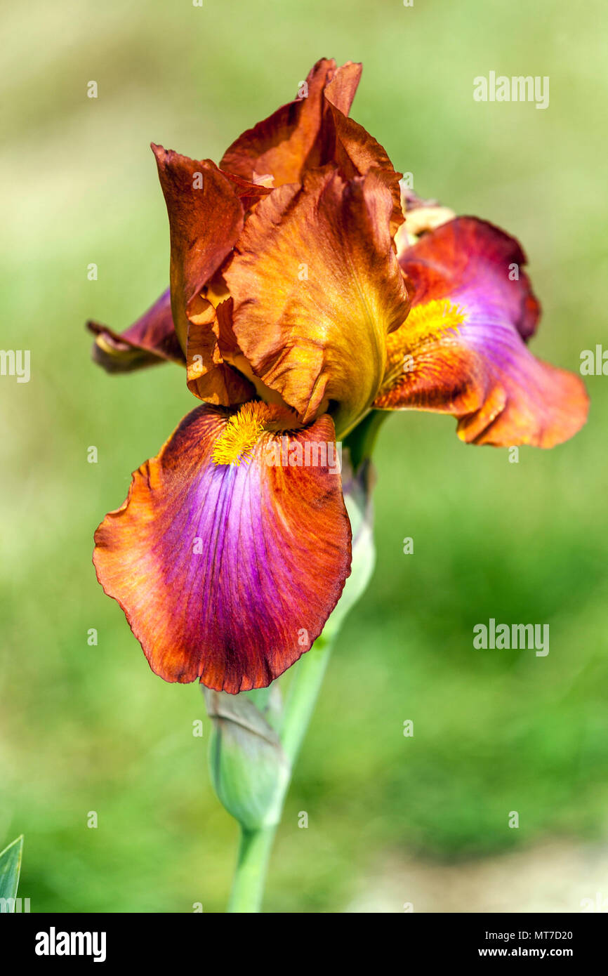 Tall barbuto Iris ' signora Albright ' barbuto iridi Foto Stock