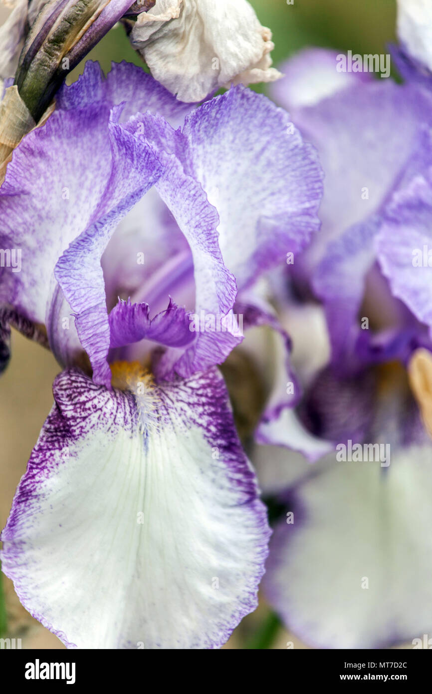 Viola bianco Tall bearded Iris fiore 'Frosty' blu pale iris grande fiore Foto Stock