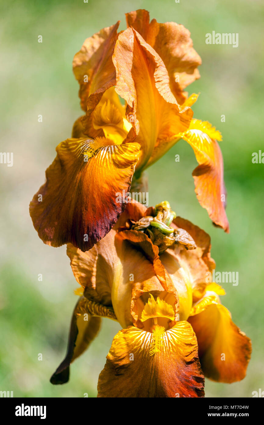 Alto bearded Iris 'capo arabo ', fiore di iride arancione in tarda primavera Foto Stock