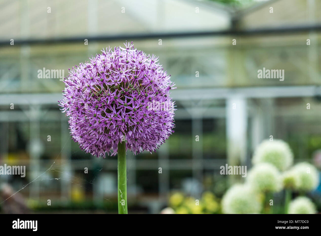 Una delicata ragnatela su un Allium giganteum. Foto Stock