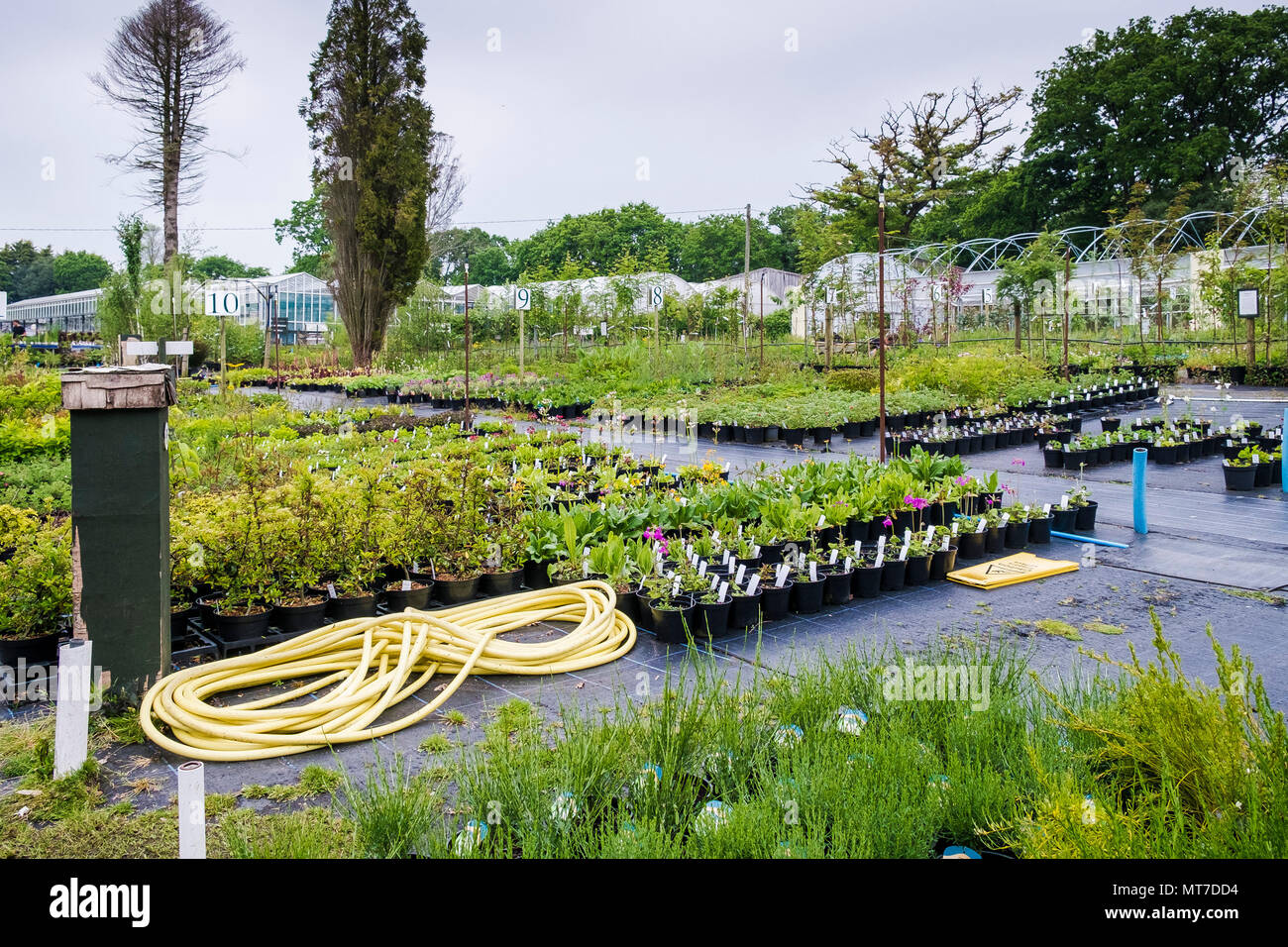 Una vasta selezione di piante per la vendita in un grande centro giardino vivaio. Foto Stock