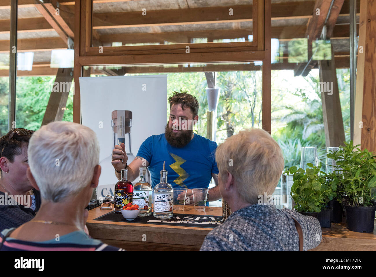 Un hipster Barista serve Cornish Caspyn Cornish gin a un gin degustazione al Giardino Trebah in Cornovaglia. Foto Stock