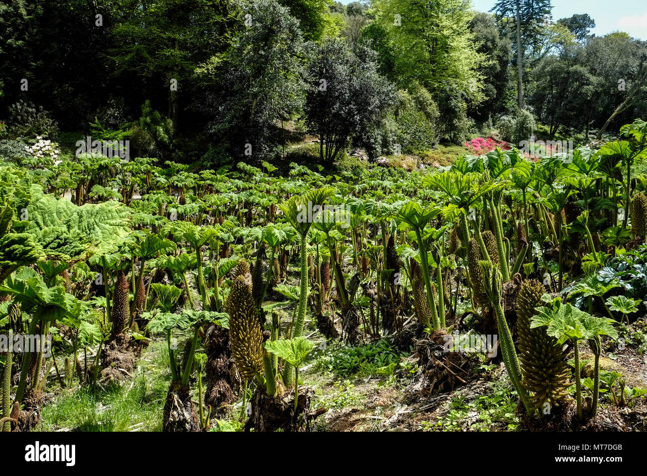 Gunnera manicata mostra una nuova crescita nel sub-tropicale giardino Trebah in Cornwall Regno Unito. Foto Stock