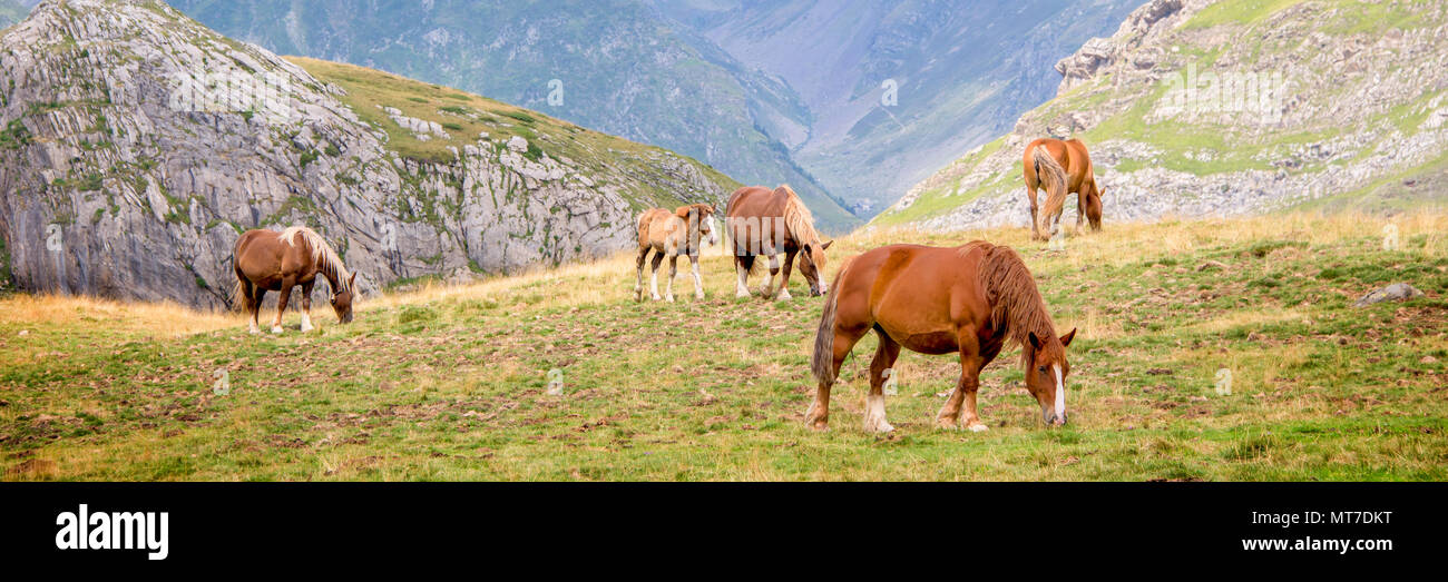 Allevamento di cavalli al pascolo vicino Pourtalet pass, Ossau valle nei Pirenei, Francia Foto Stock