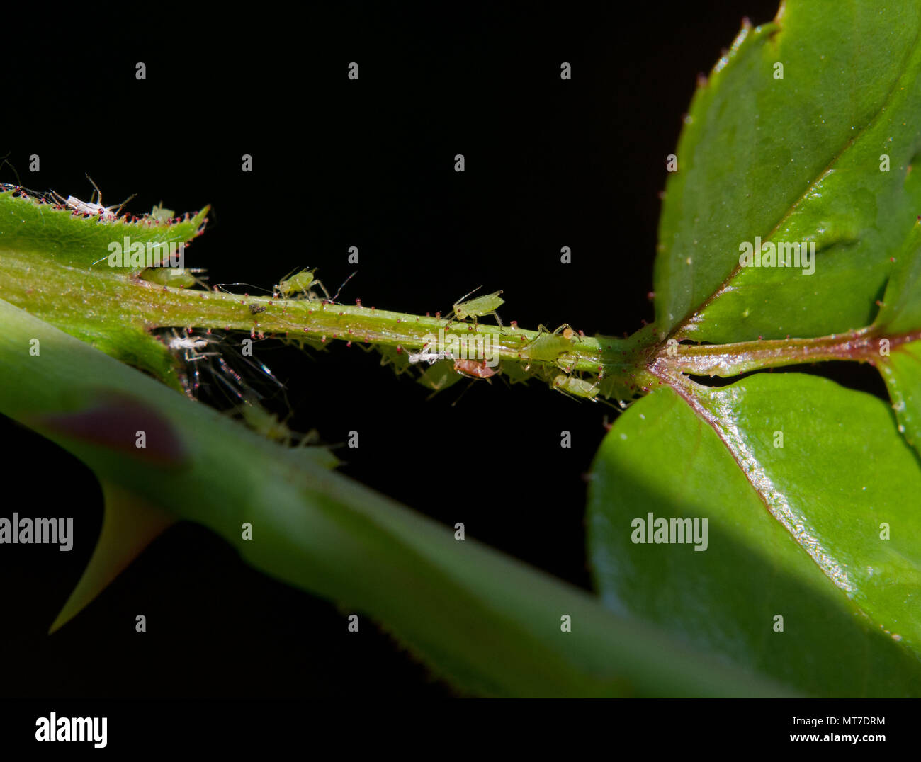 Green afidi aspirare sap su una rosa Foto Stock