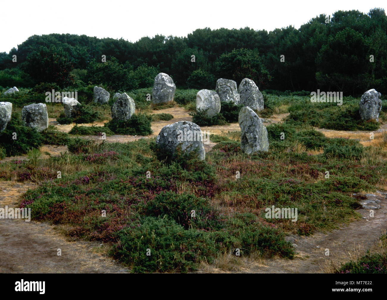 Carnac pietre. Gli allineamenti. Sito megalitico. Brittany, Francia. Periodo Neolitico. Morbihan departament. Carnac comune. Foto Stock