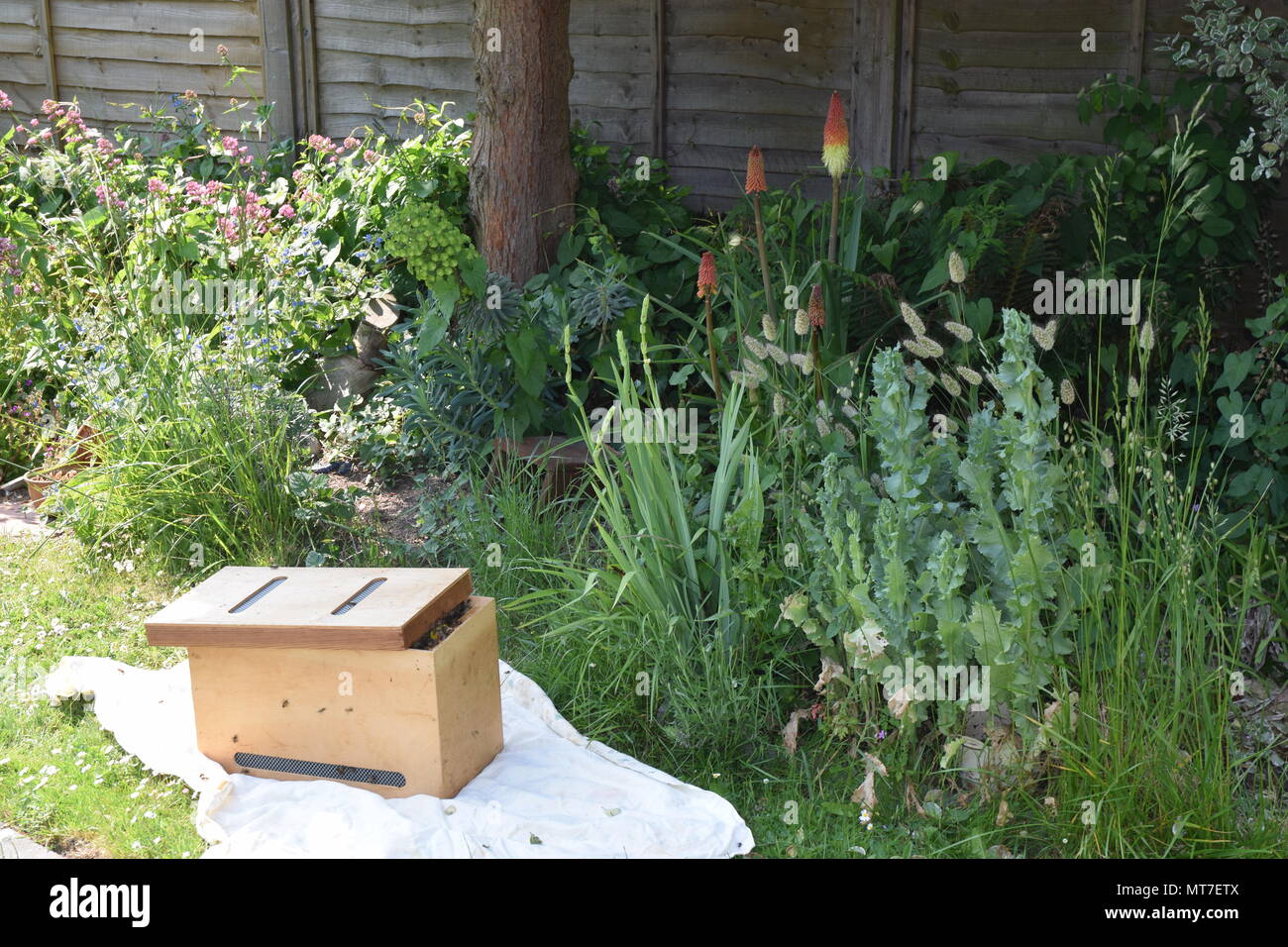 Uno sciame di api vengono raccolti in una scatola, in preparazione per il re-homing. WEST SUSSEX, 25 maggio 2018. Foto Stock