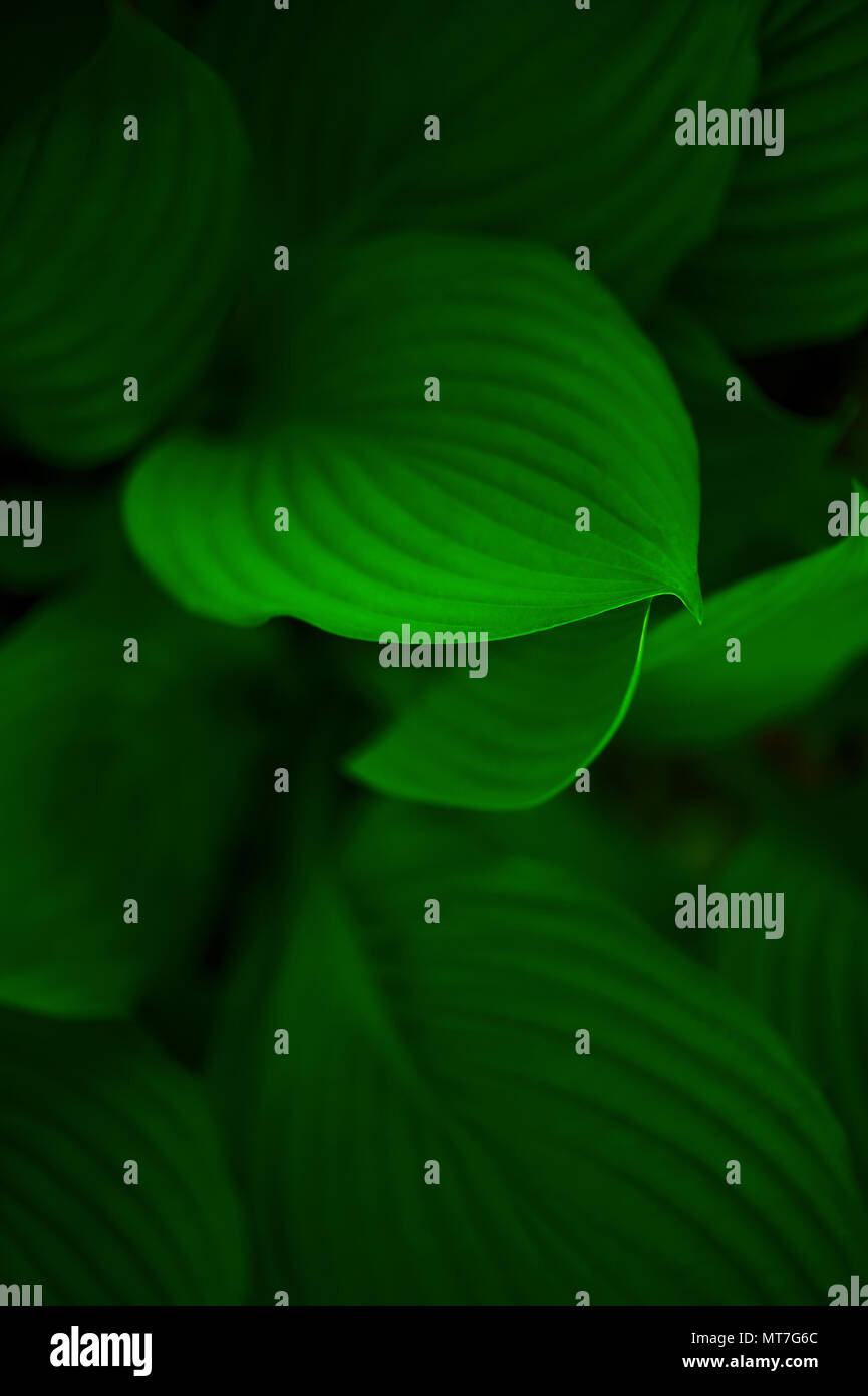 Sfondo di foglie verdi di hosta, spazio di copia Foto Stock