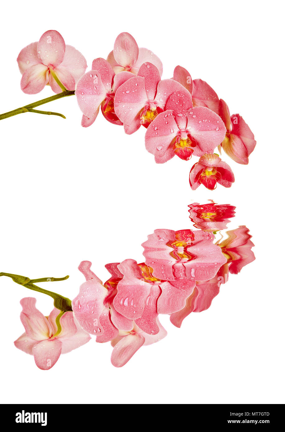 Ramo di fioritura della falena rosso fiori di orchidea con la riflessione in una superficie di acqua isolate su uno sfondo bianco Foto Stock