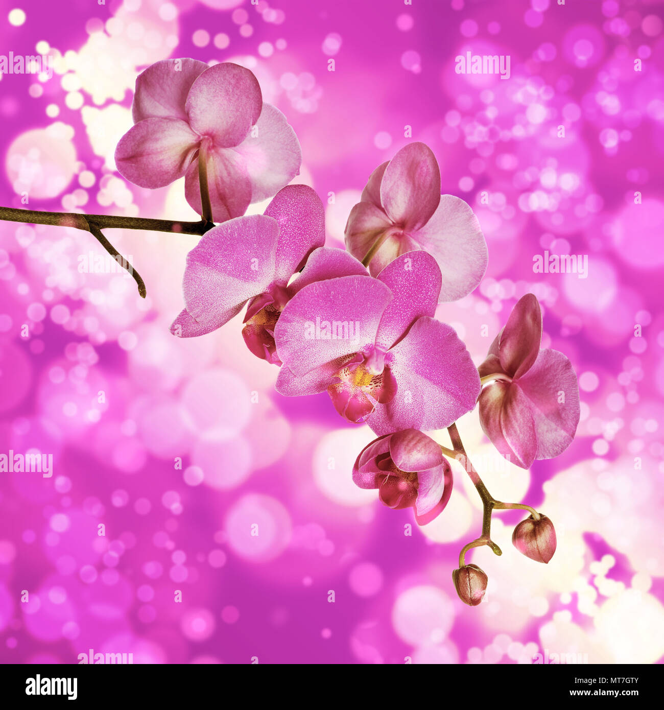 Ramo di fioritura di viola moth orchid fiore su un sfondo bokeh di fondo Foto Stock