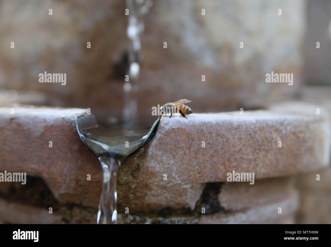 Bella Bee bere dal flusso di acqua.in California. Foto Stock