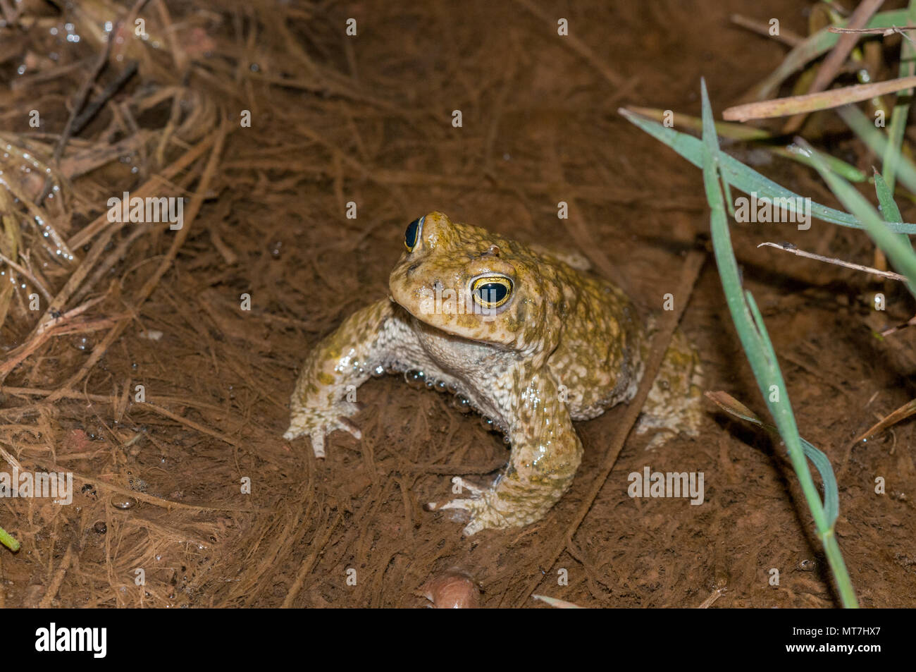 Il rospo europea, Bufo bufo, Santpedor, Catalogna, Spagna Foto Stock