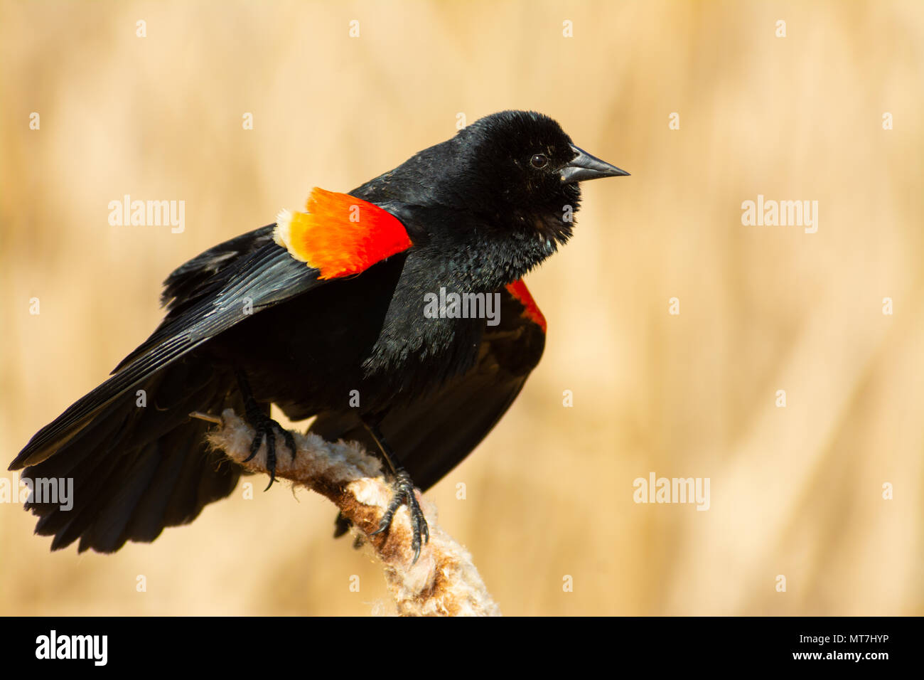 Rosso-winged blackbird, Agelaius phoeniceus, eseguendo il suo display territoriali mentre si aggrappa a una essiccato tifa seedhead, central Alberta, Canada. Foto Stock